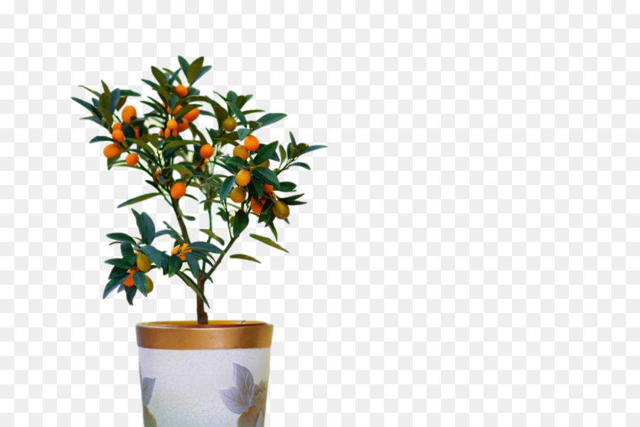 Plante D'intérieur，Les Fleurs Coupées PNG