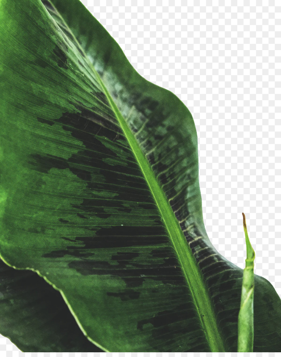 Feuille，Les Plantes PNG