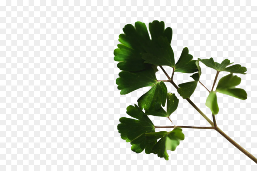 Feuille，Tige De La Plante PNG