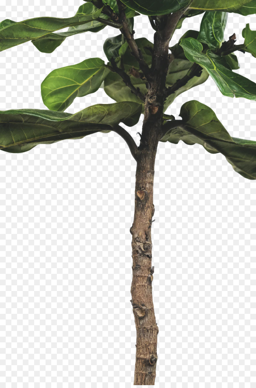 Feuille，Tige De La Plante PNG