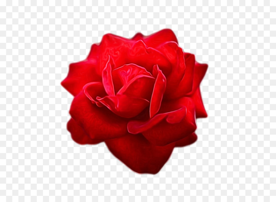 Roses De Jardin，Couper Les Fleurs PNG