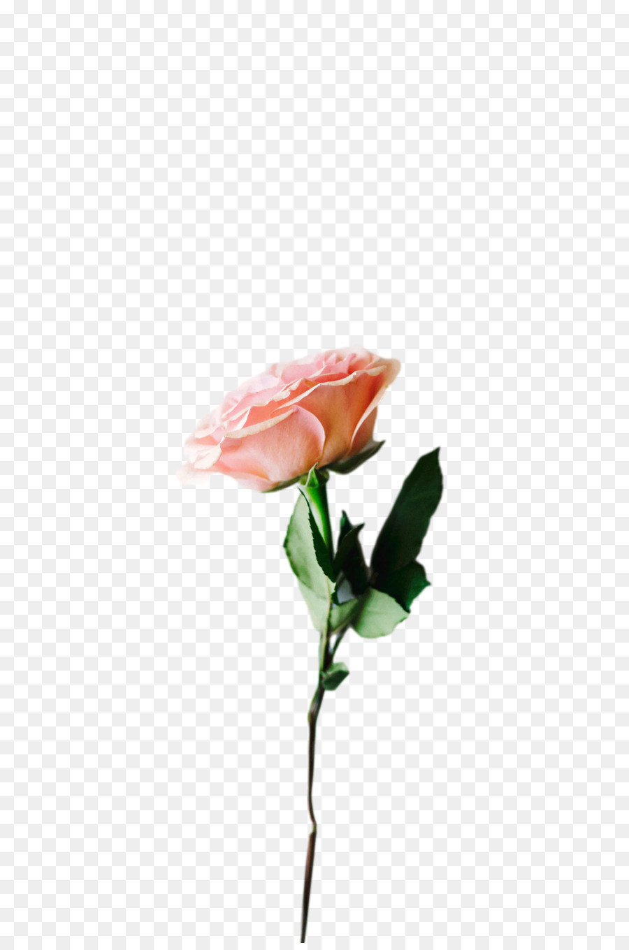 Rose Rose，Floraison PNG