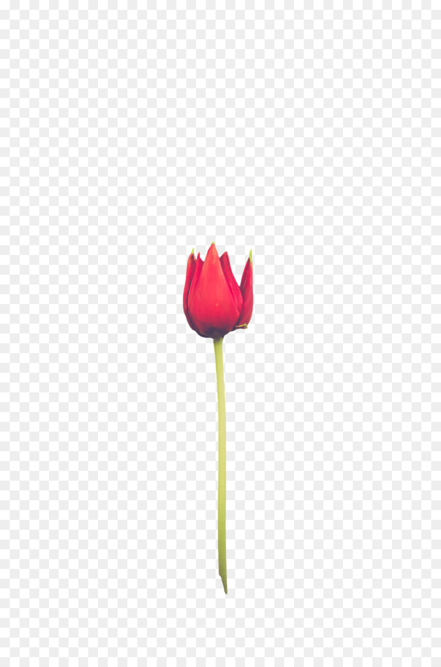 Tige De La Plante，Tulip PNG