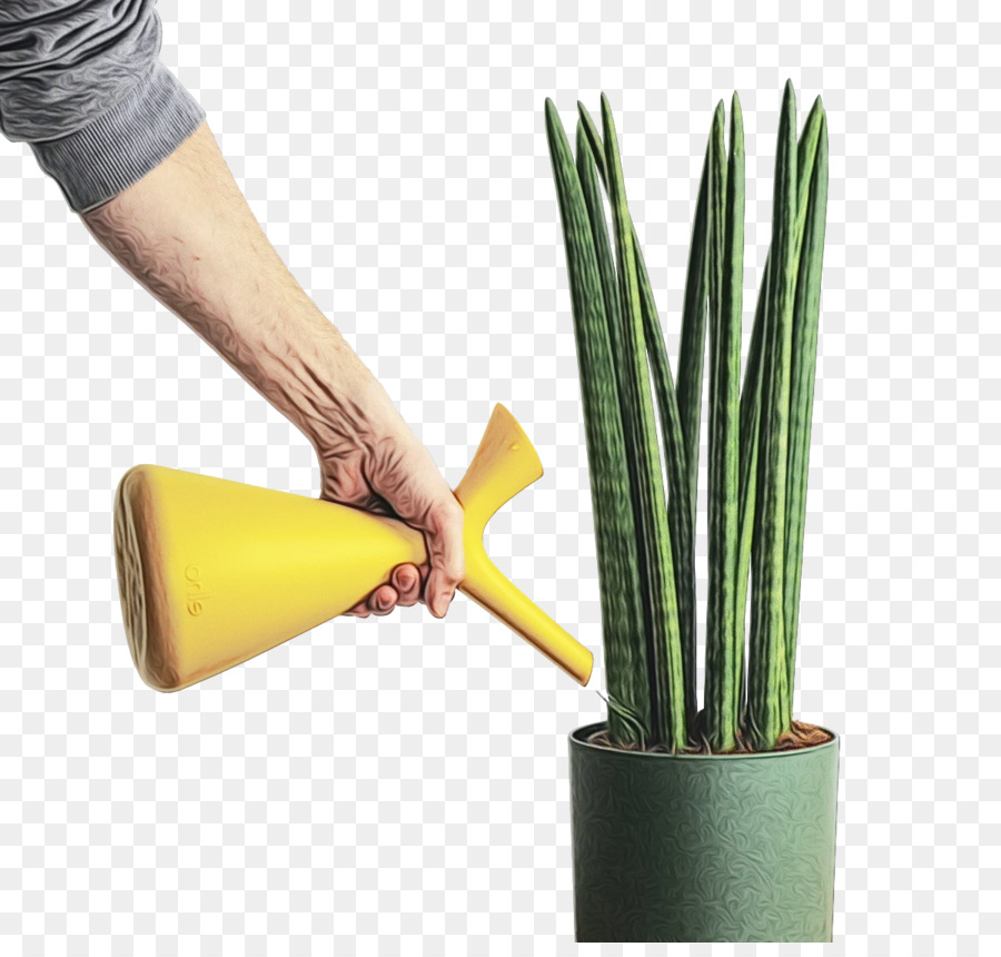 Les Plantes，Flowerpot PNG