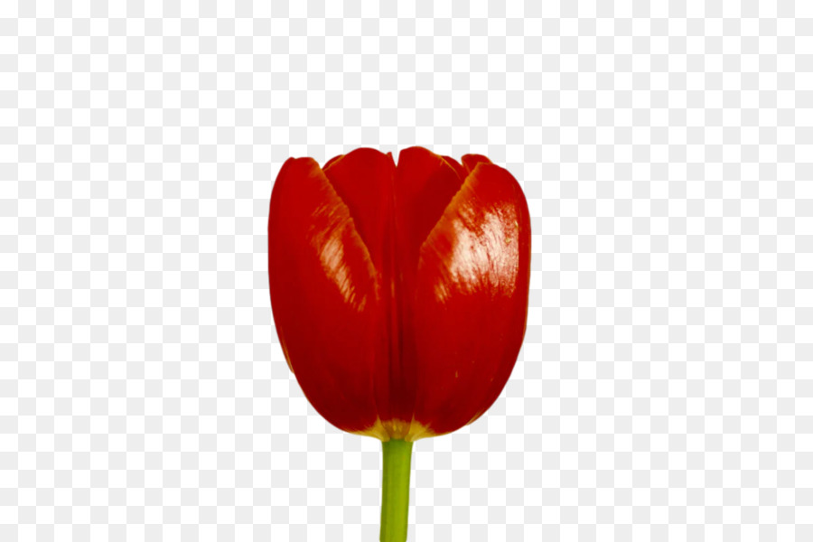Tige Végétale，Tulipe PNG