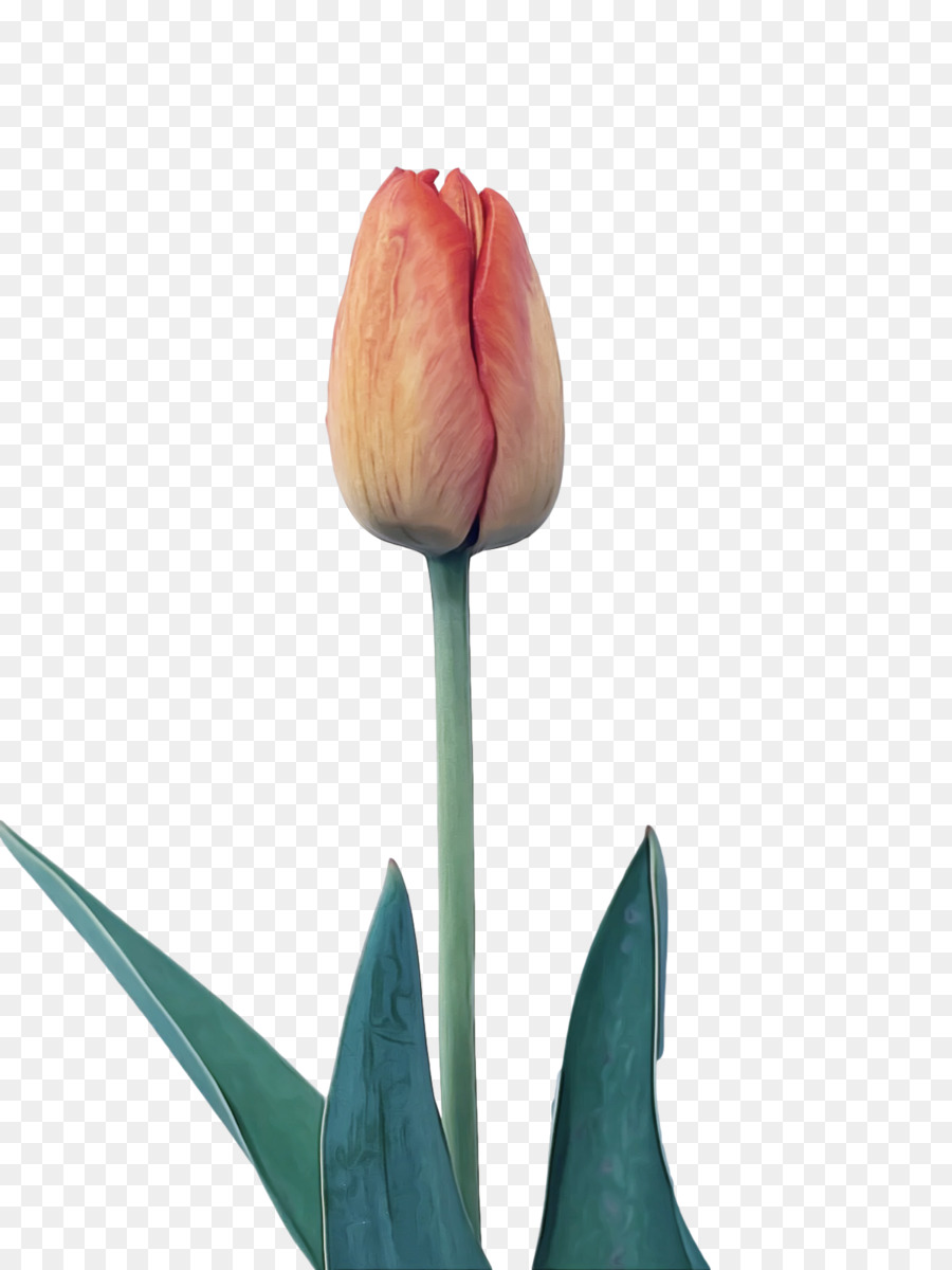 Tulipe，Usine PNG