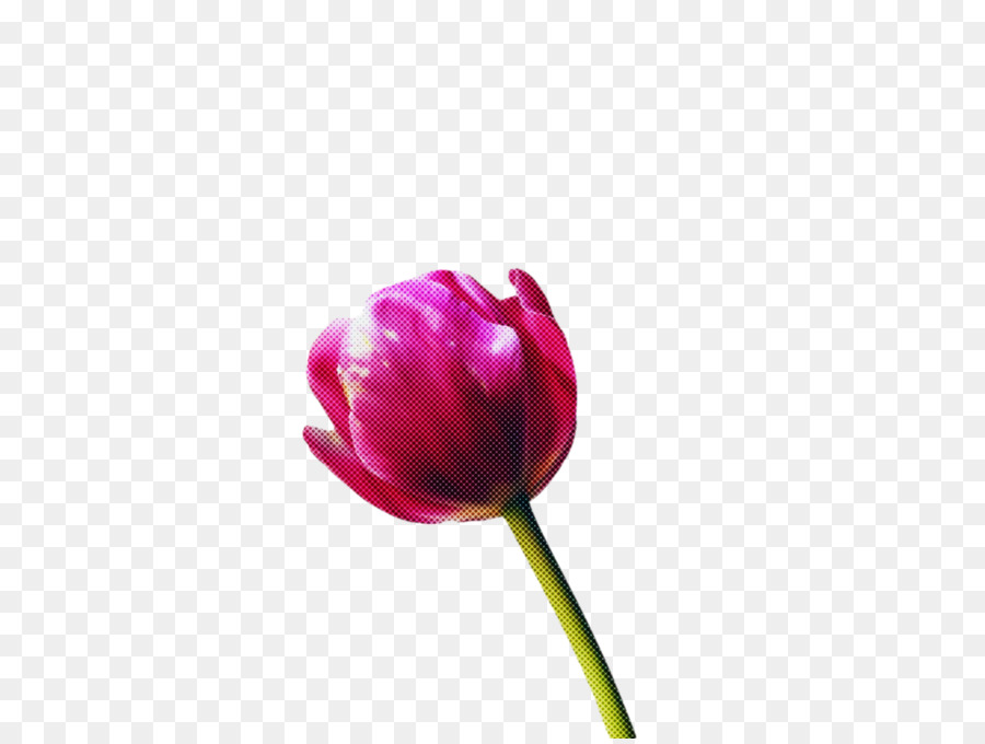 Tulipe，Usine PNG