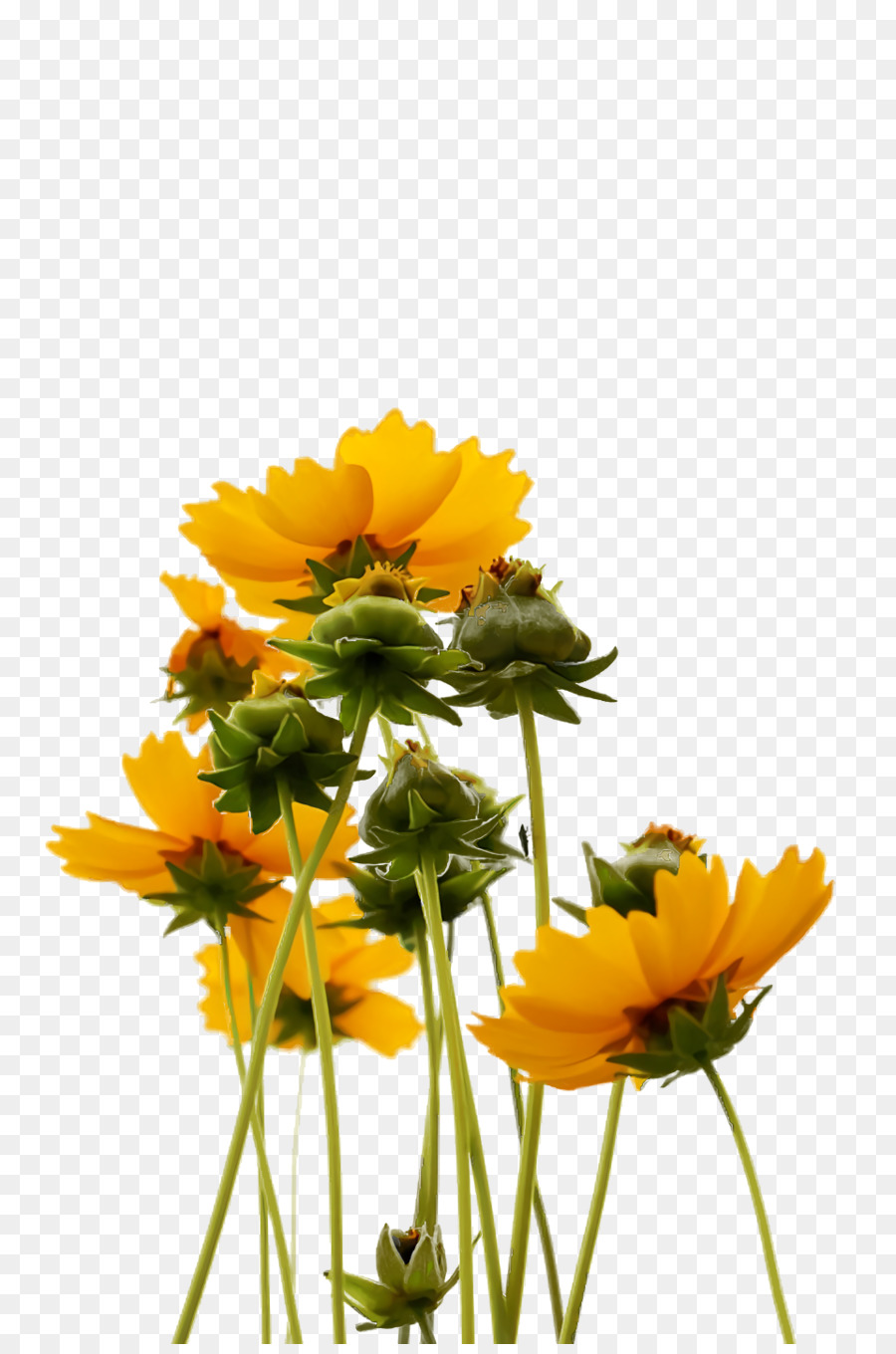 Chrysanthème，Plante Annuelle PNG