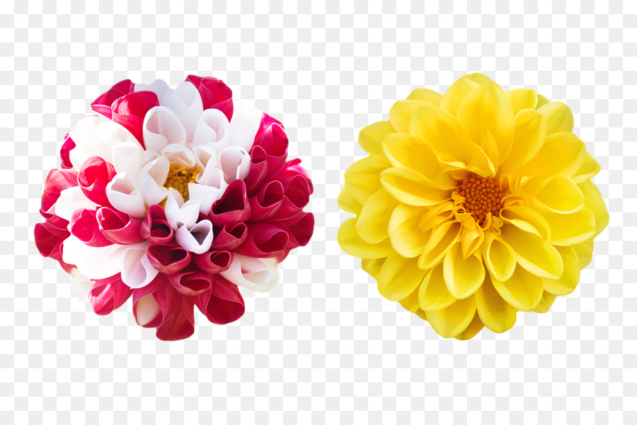 Dahlia，Couper Les Fleurs PNG