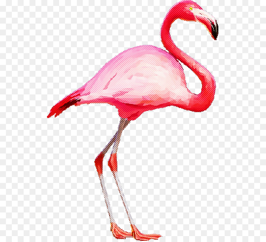 Anniversaire，Flamingo PNG