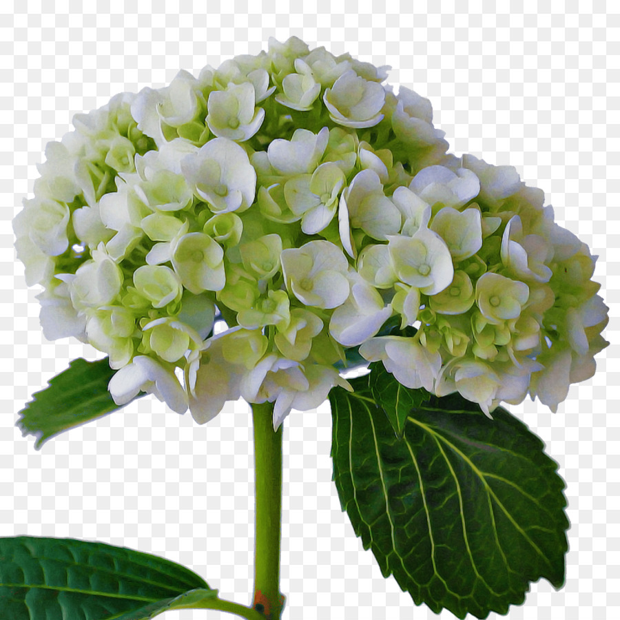 Design Floral，Hortensia PNG