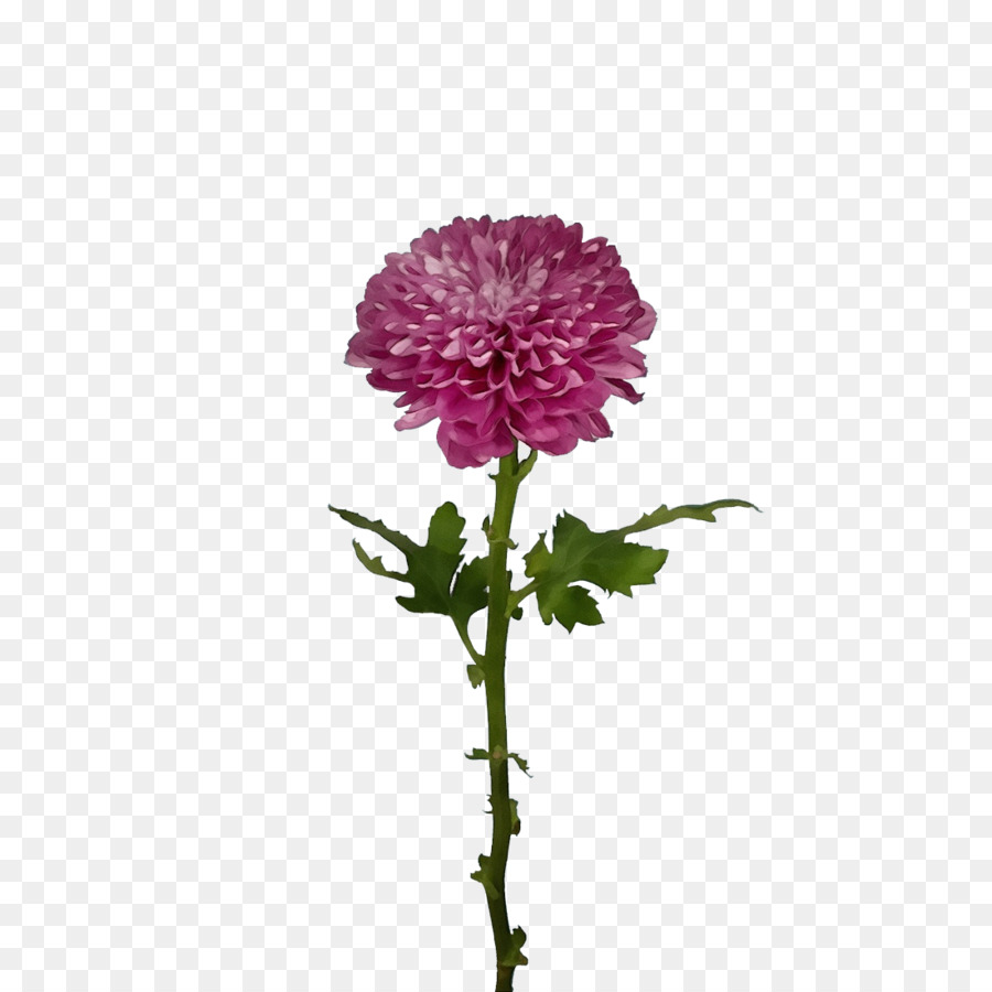 Tige De La Plante，Chrysanthème PNG