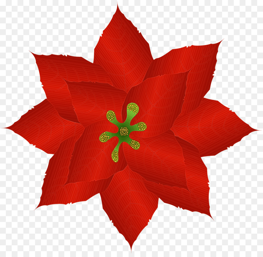 Poinsettia，Fleur PNG