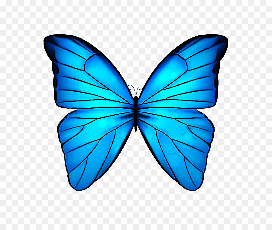 Les Papillons，Ménélas Morpho Bleu PNG