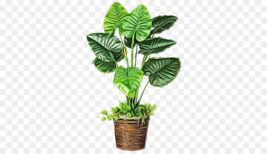 Plante En Pot，Usine PNG