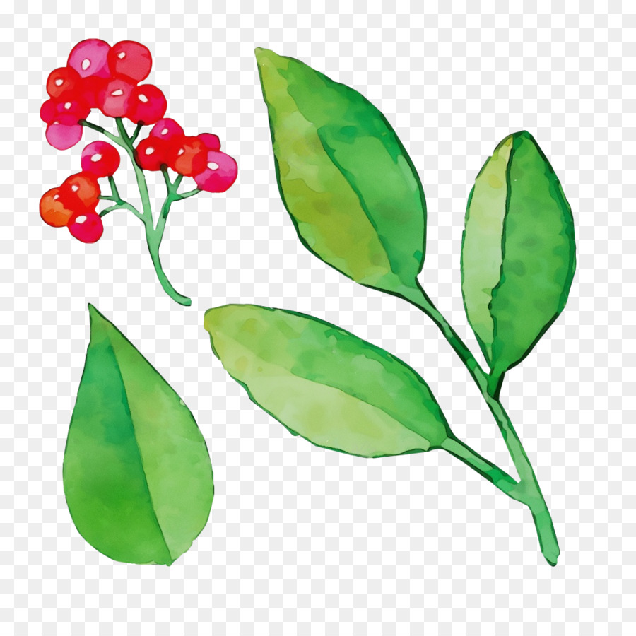 Fruits Rouges，Feuilles PNG