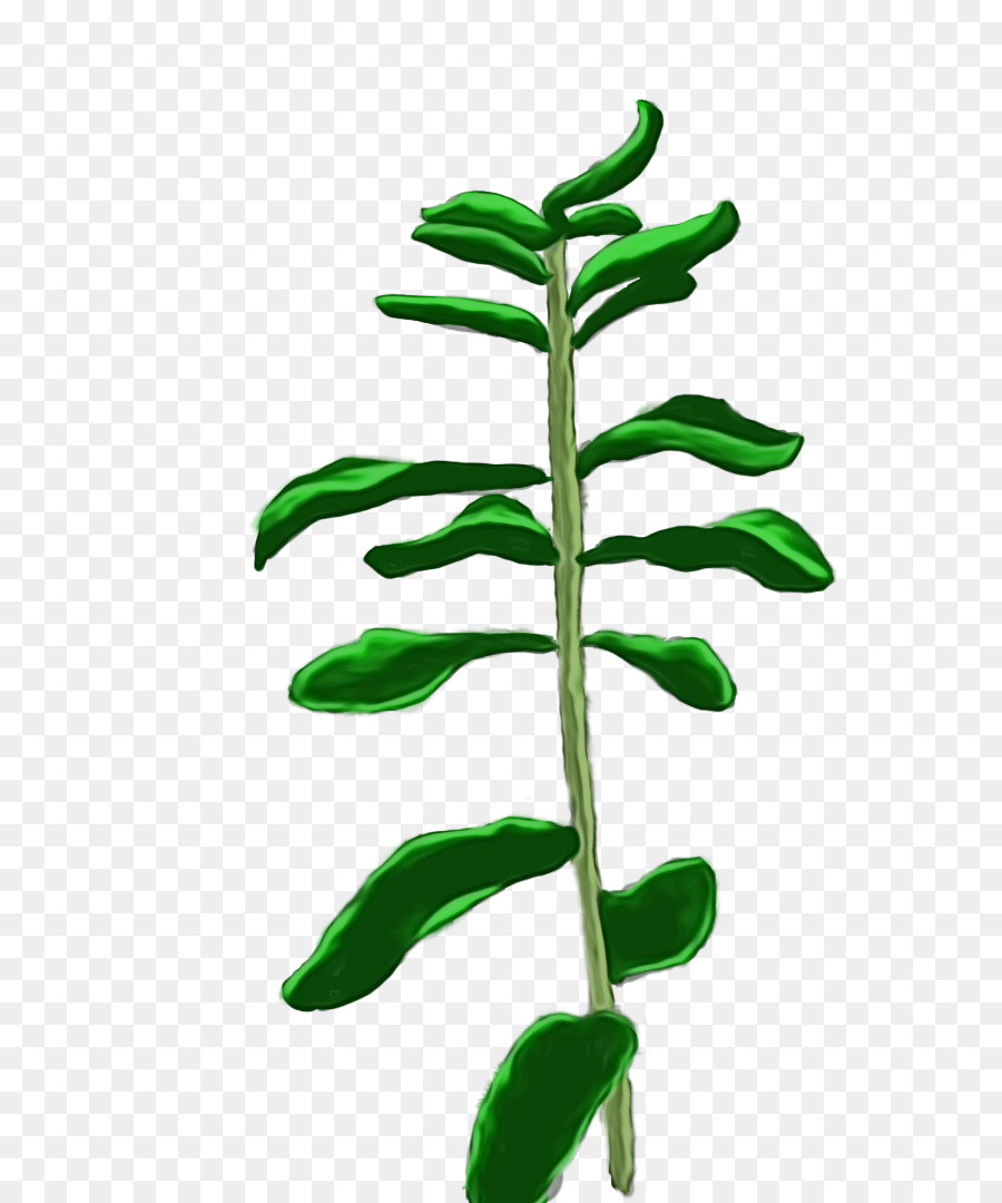 Arbre Vert，Usine PNG