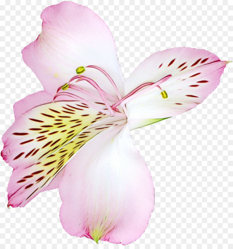 Fleur Colorée，Fleurir PNG