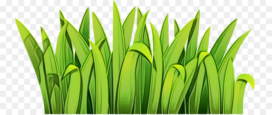 Herbe Verte，Nature PNG