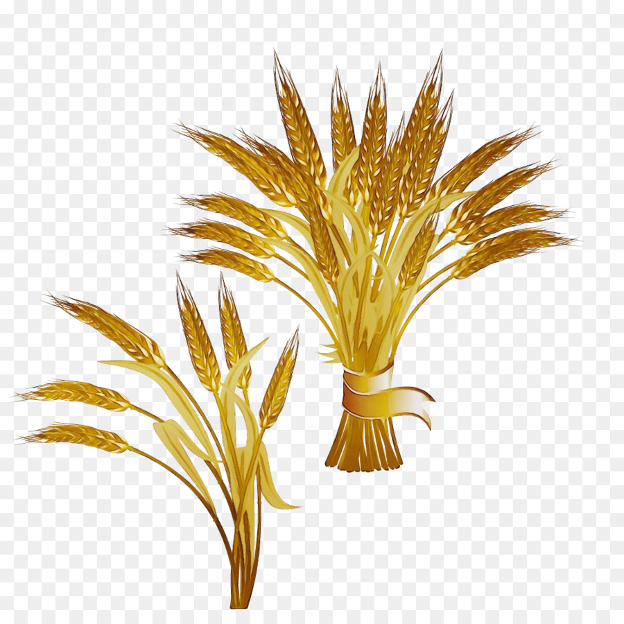 Usine De Riz，Grain PNG