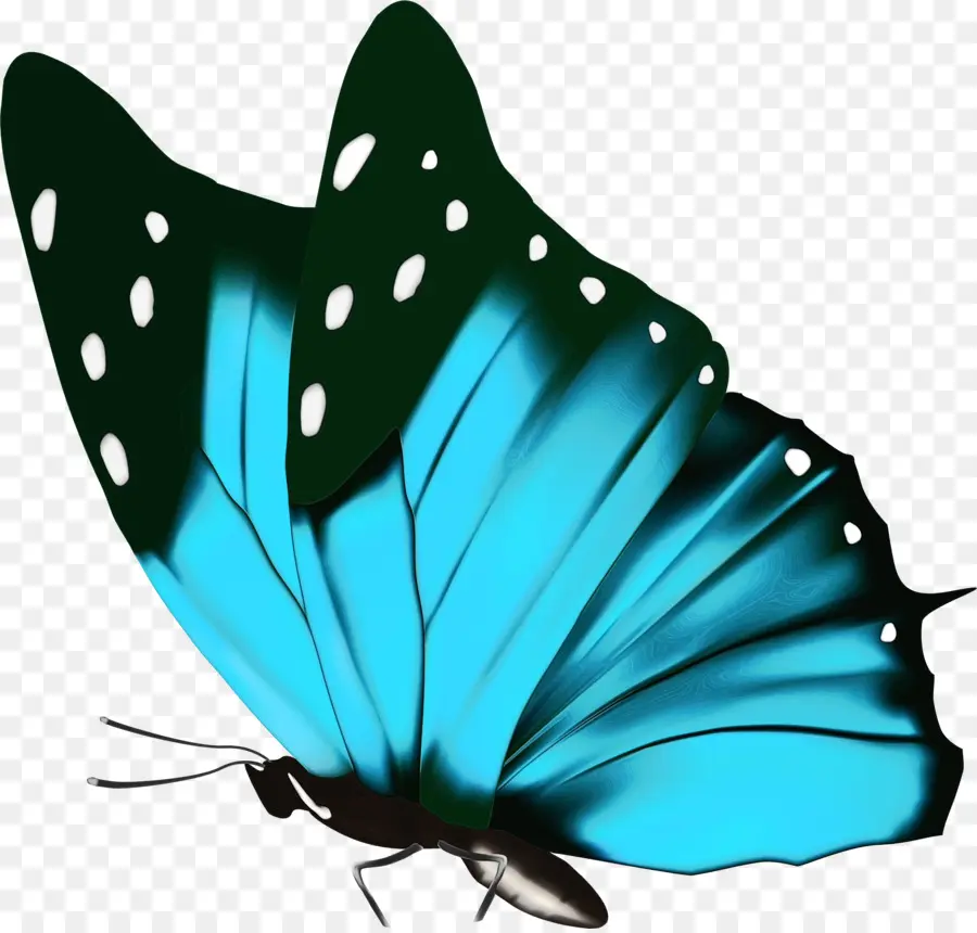 Les Papillons，Brushfooted Papillons PNG
