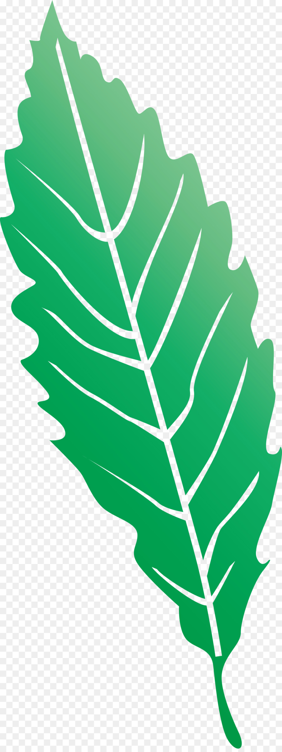 Feuille Verte，Usine PNG