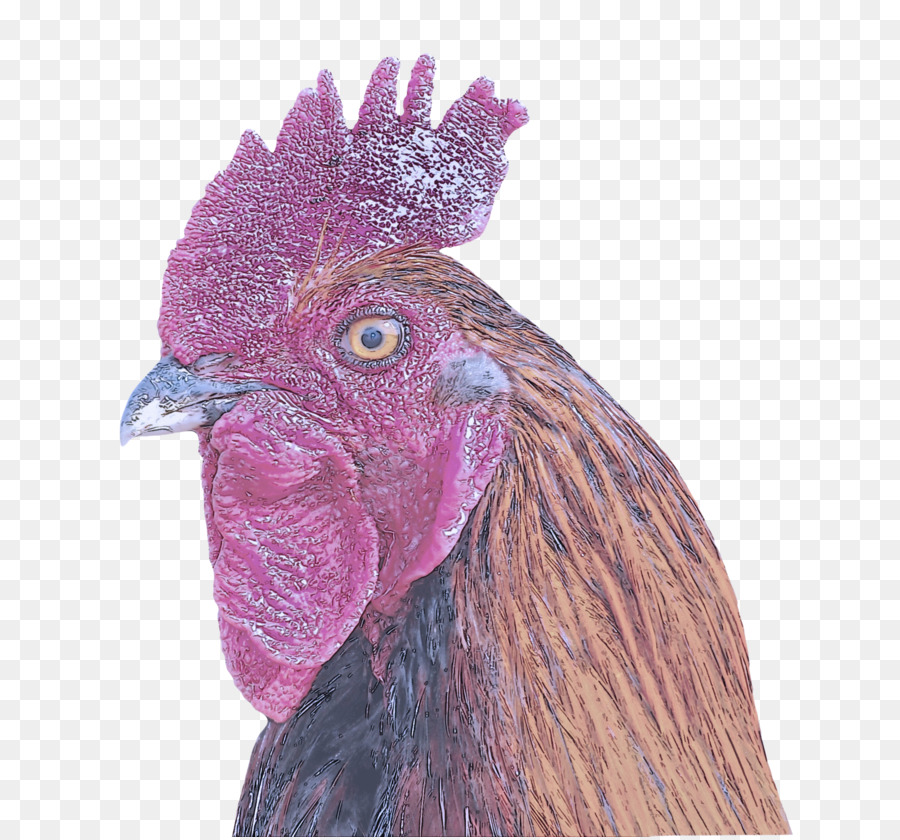 Volaille，Poulet PNG