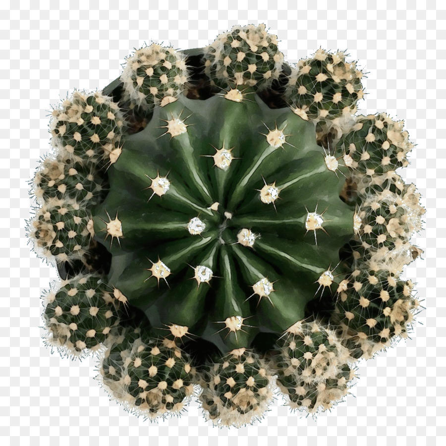 Cactus，Plante Succulente PNG