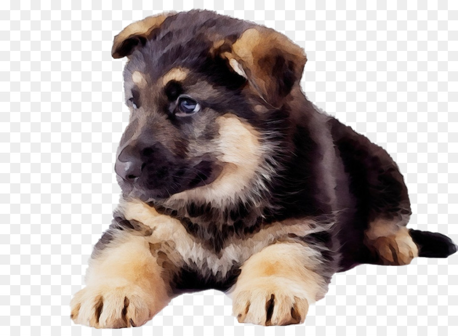 Chiot，Chien PNG