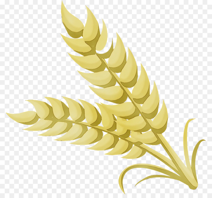 Blé，Grain PNG