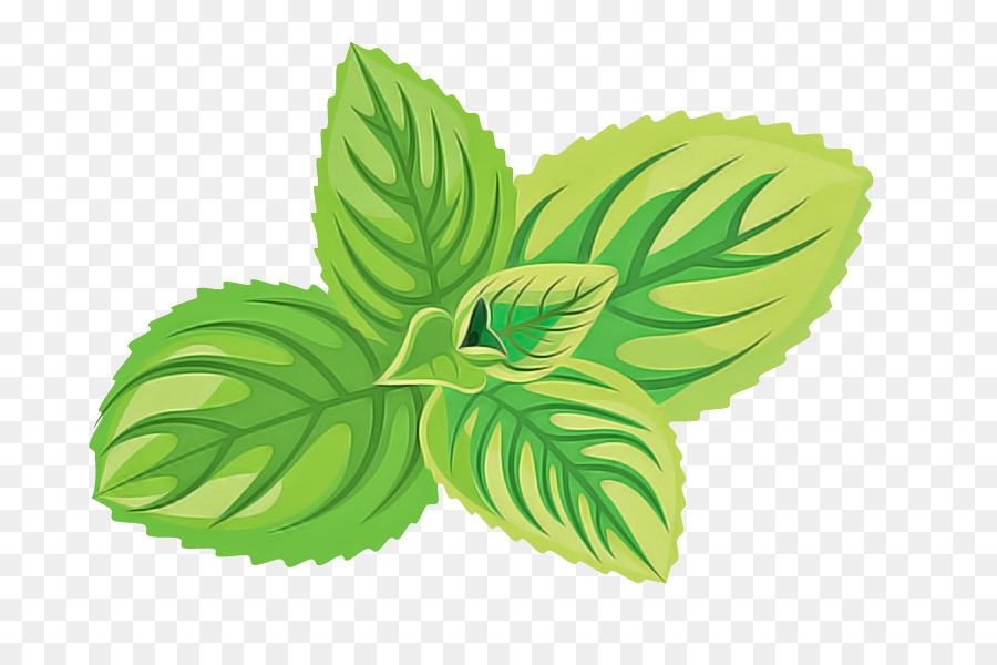 Feuilles Vertes，Usine PNG