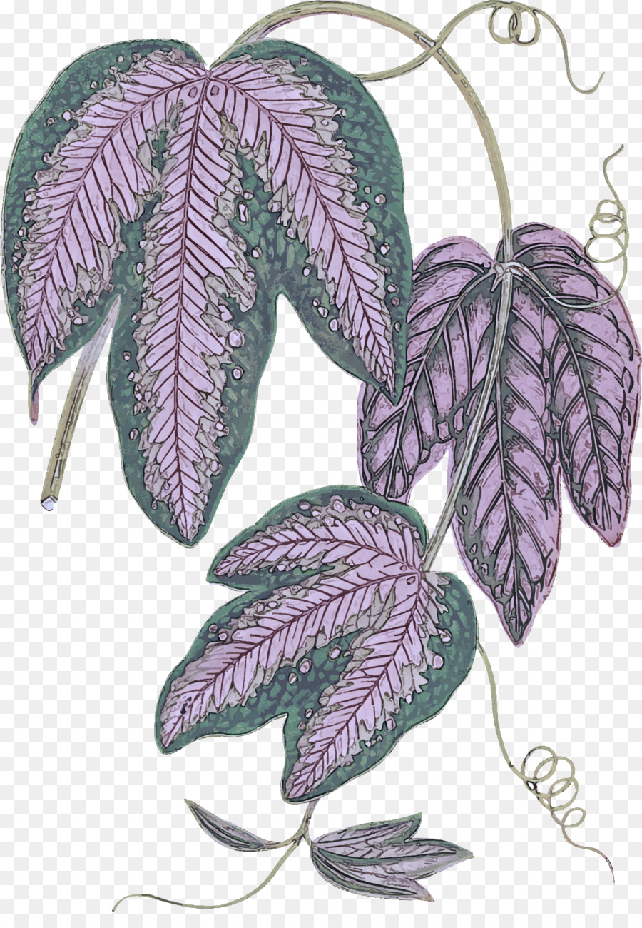 Feuille，Lilas PNG