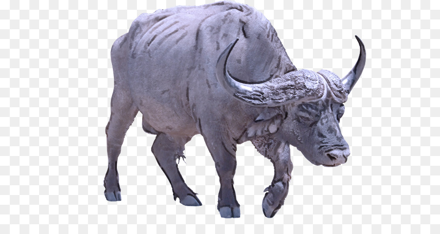 Ox，Bull PNG