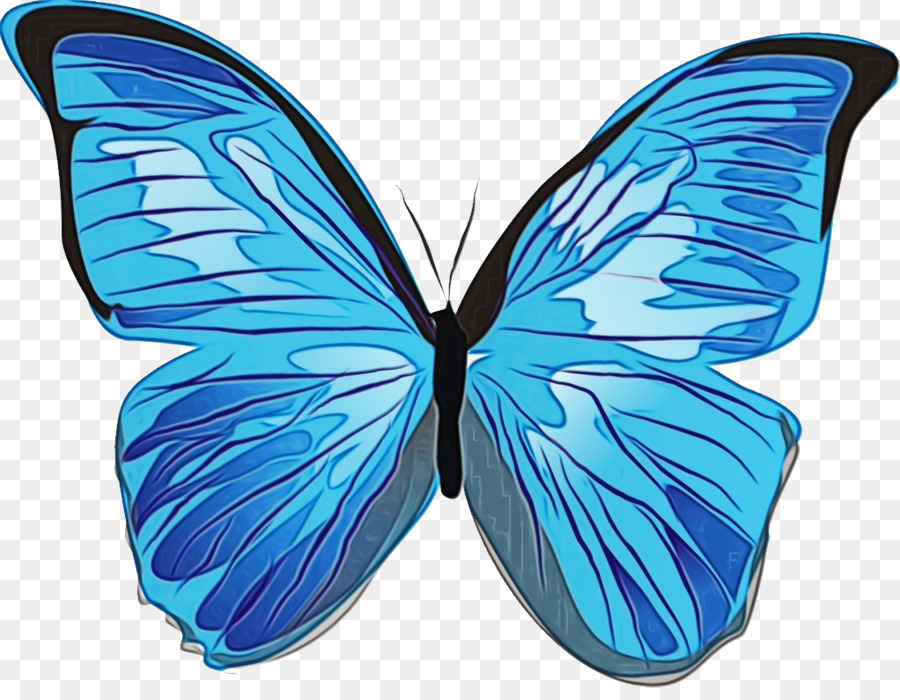 Papillon Bleu，Insecte PNG