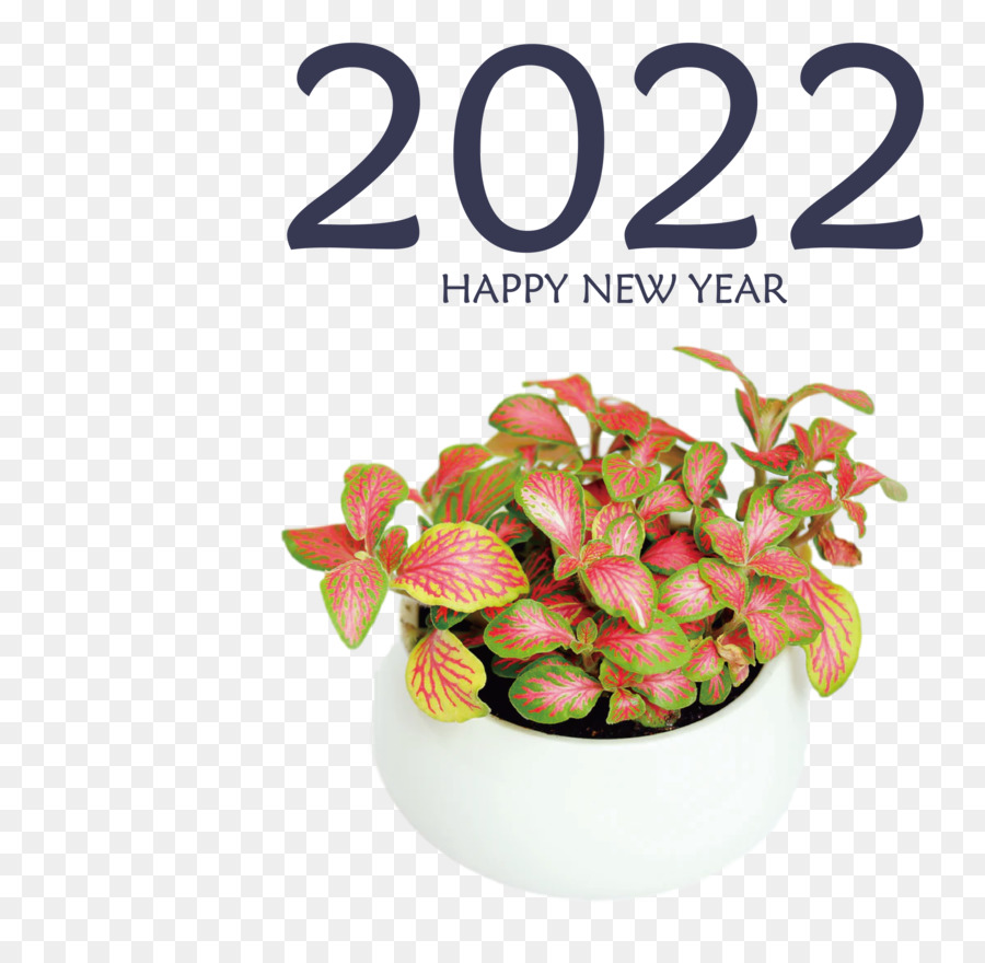 Plante Nerveuse，Plante PNG