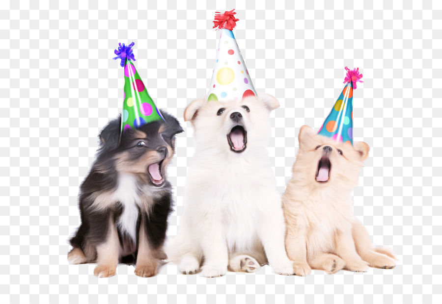 Chapeaux De Fête，Chiots PNG