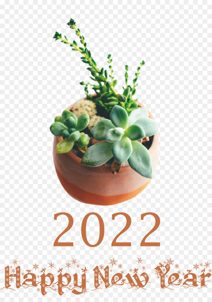 Plante Succulente，Norténe PNG