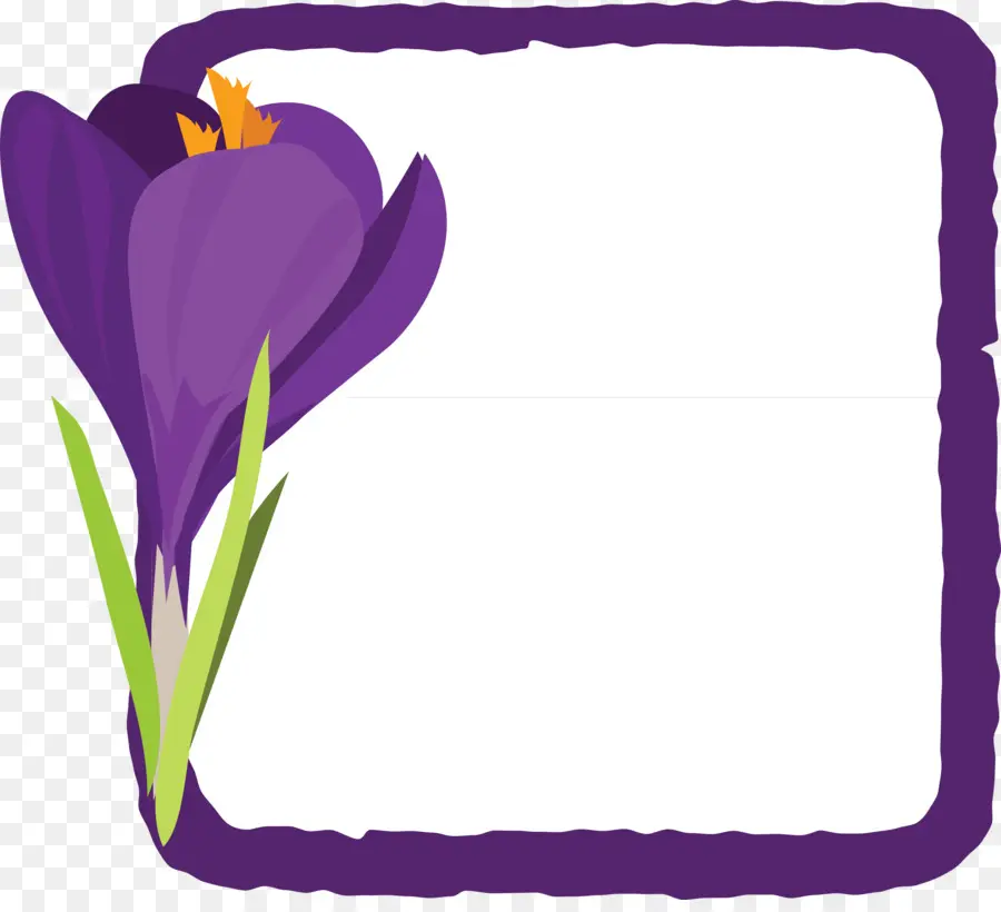 Fleur，Crocus PNG