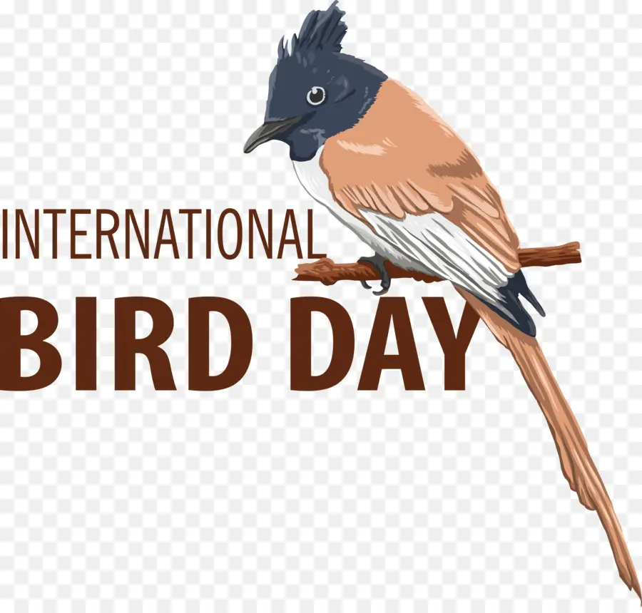Oiseau Jour，Journée Internationale Des Oiseaux PNG