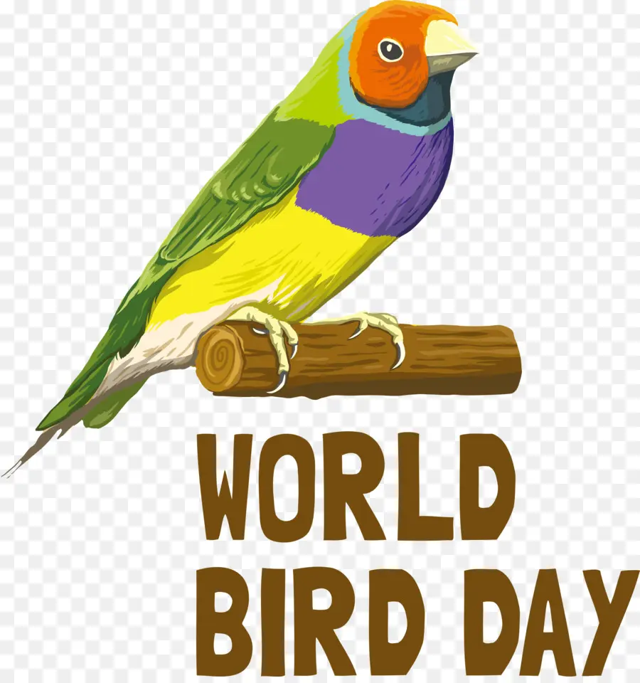 Journée Internationale Des Oiseaux，Oiseau Jour PNG
