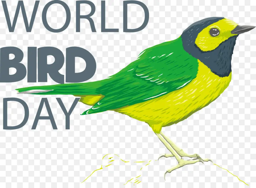 Journée Internationale Des Oiseaux，Oiseau Jour PNG