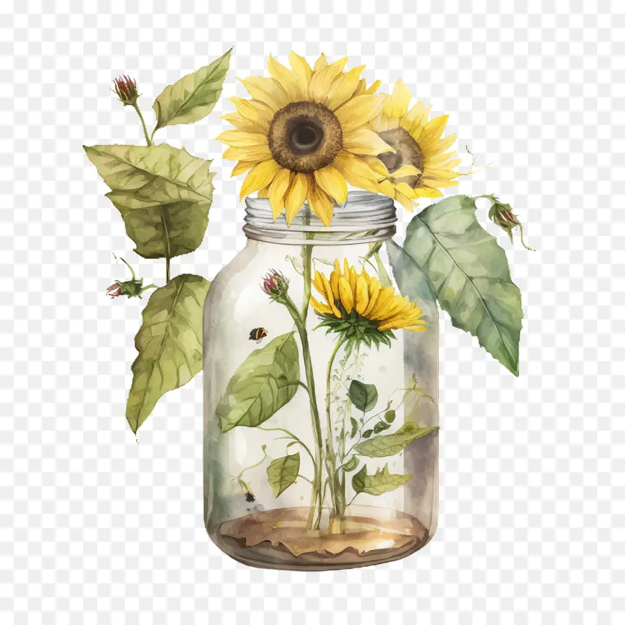 Aquarelle De Tournesol，Bocal En Verre PNG