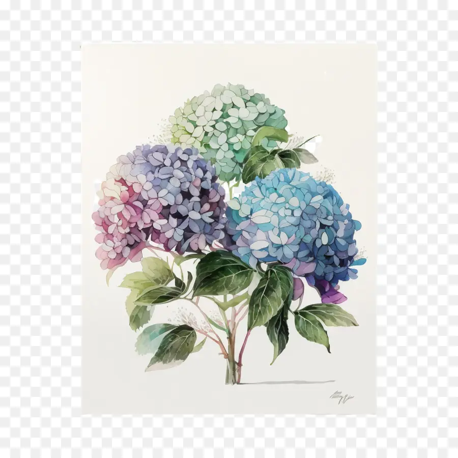 Arrangement D'hortensias，Fleurs D'hortensia PNG