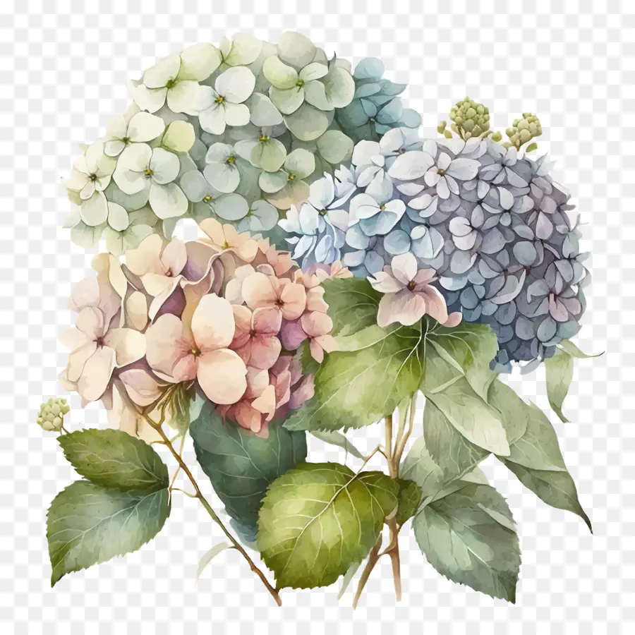 Hortensias Aquarelles，Arrangement D'hortensias PNG