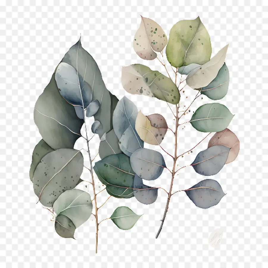 Eucalyptus Aquarelle，Eucalyptus PNG