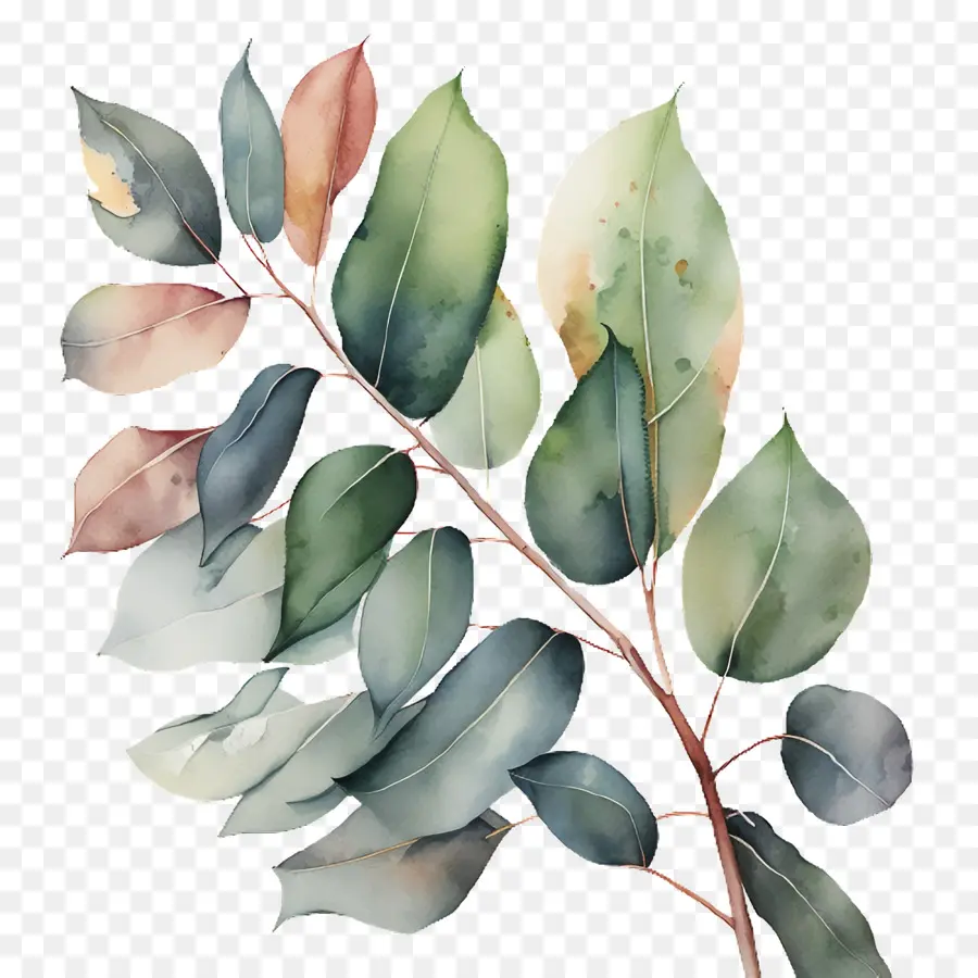 Aquarelle D'eucalyptus，Eucalyptus PNG