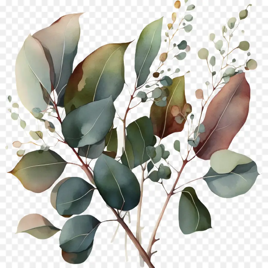 Aquarelle D'eucalyptus，Eucalyptus PNG