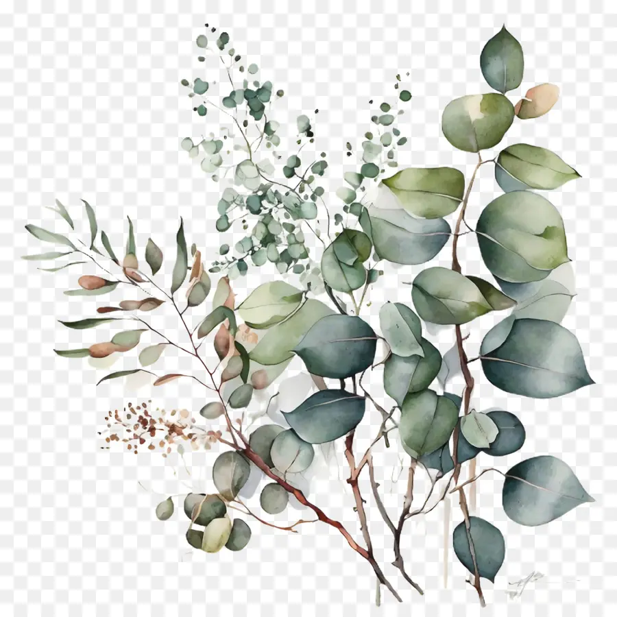 Aquarelle D'eucalyptus，Eucalyptus PNG