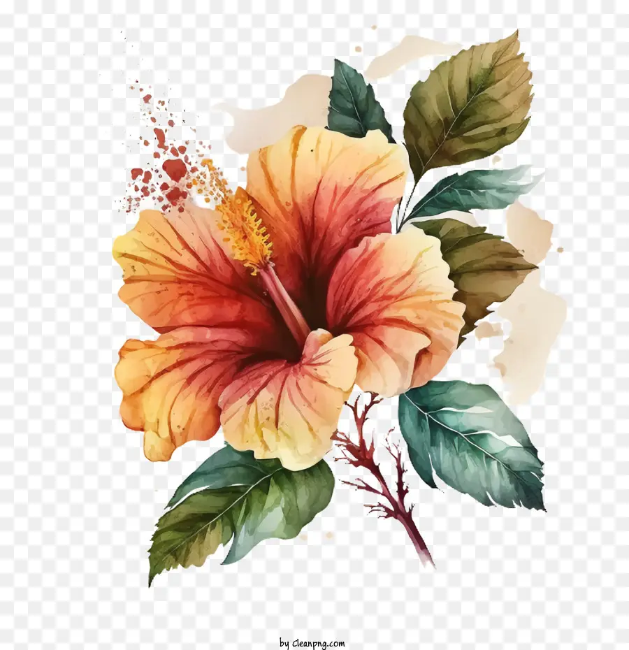 Aquarelle Hibiscus，Fleur D'hibiscus PNG