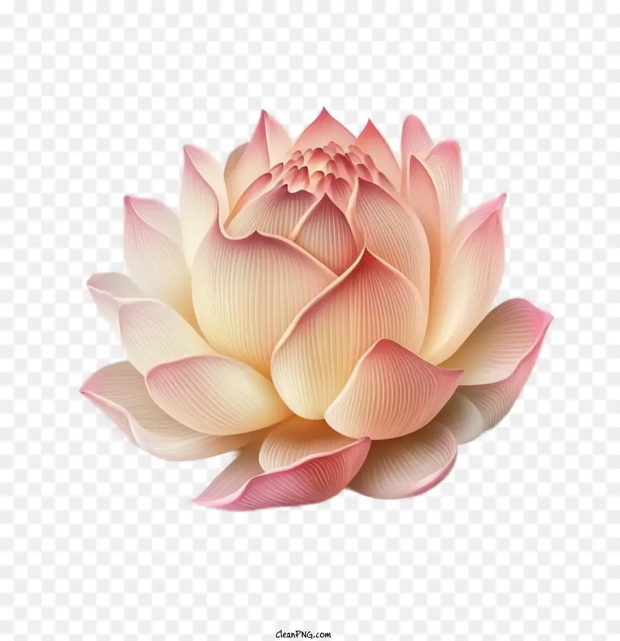 Lotus Pastel，Lotus Rose PNG